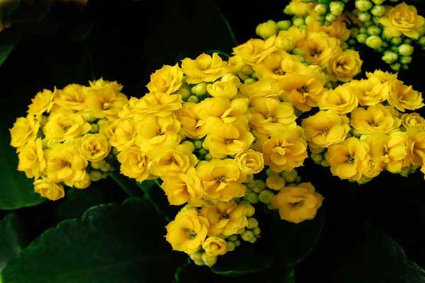 Cây hoa sống đời màu vàng nắng ấm