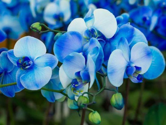 Chăm sóc hoa lan hồ điệp xanh dương tại nhà
