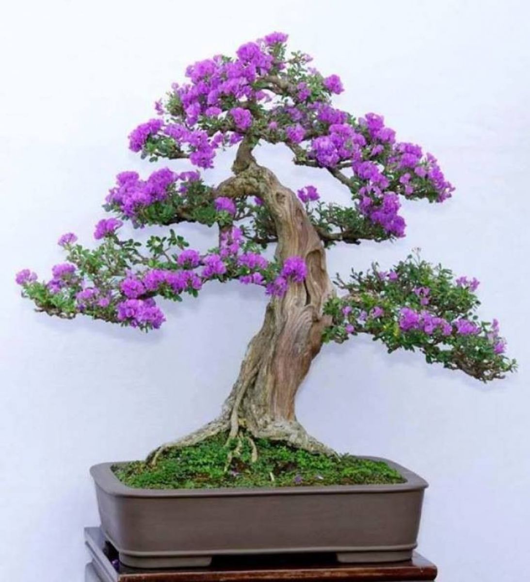 Chậu cây hoa bằng lăng bonsai ( cây bằng lăng lá nhỏ)