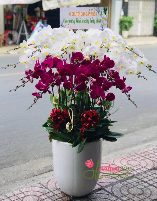 Chậu hoa lan hồ điệp trắng sang trọng tại shop hoa đường Nguyễn Tri Phương