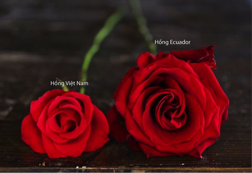  hoa hồng Ecuador có bông lớn hơn hoa hồng thường