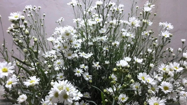 Hoa thạch thảo chính là loài hoa tượng trưng cho vẻ đẹp mềm mại
