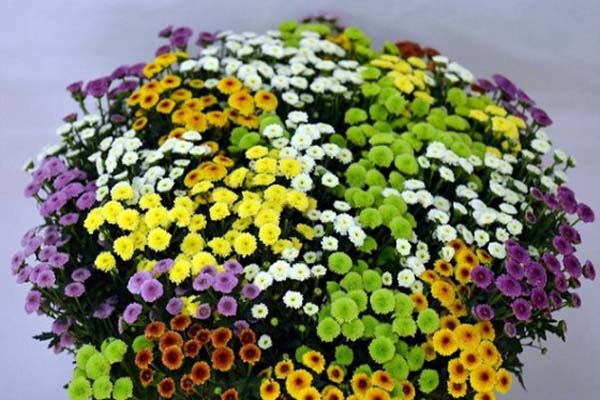 Những bông hoa cúc Calimero nhỏ nhắn