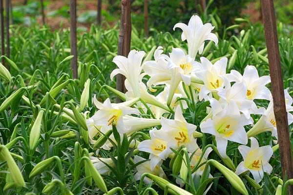 Hoa loa kèn được trồng nhiều ở Đà Lạt