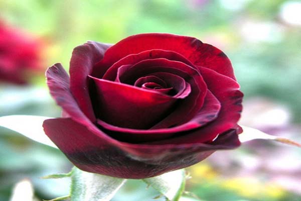 Điểm danh những loại hoa hồng đẹp nhất Việt Nam1