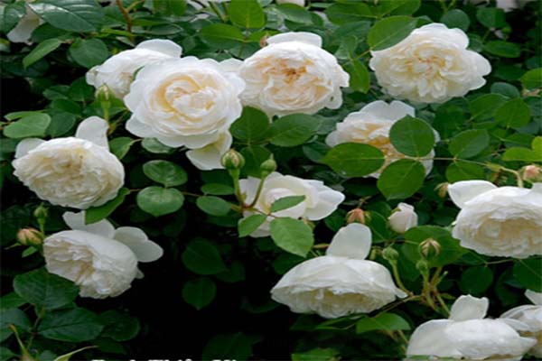 Điểm danh những loại hoa hồng đẹp nhất Việt Nam10
