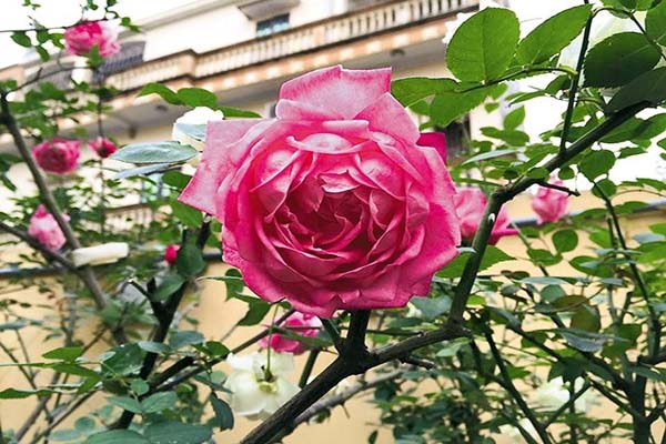 Điểm danh những loại hoa hồng đẹp nhất Việt Nam5