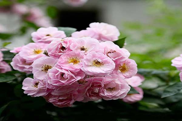 Điểm danh những loại hoa hồng đẹp nhất Việt Nam6