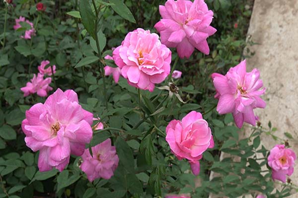 Điểm danh những loại hoa hồng đẹp nhất Việt Nam7