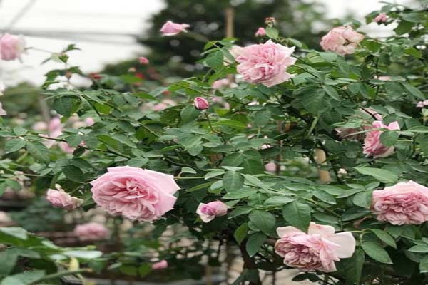 Điểm danh những loại hoa hồng đẹp nhất Việt Nam8