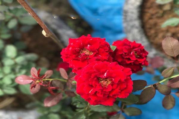 Điểm danh những loại hoa hồng đẹp nhất Việt Nam9