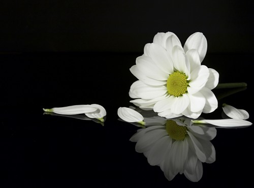 Hoa cúc trắng tang lễ hoatuoi360
