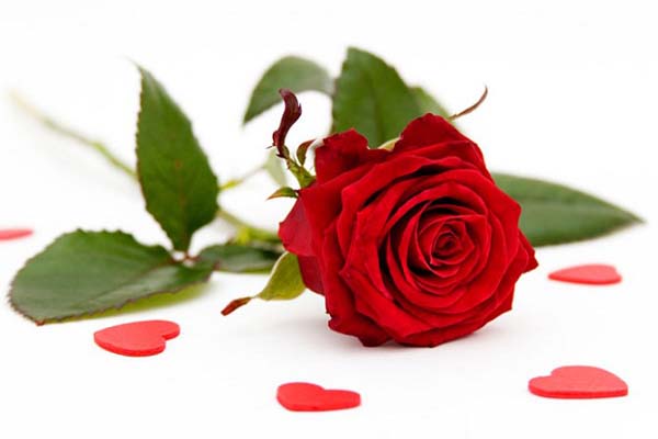 Cách bó hoa hồng 1 bông đơn giản
