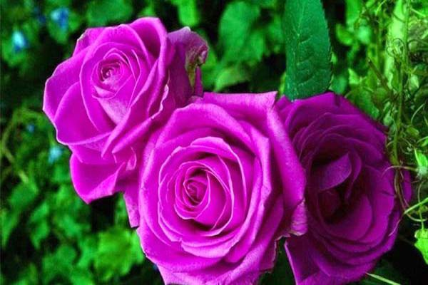 Giải mã vẻ đẹp bí ẩn về hoa hồng tím