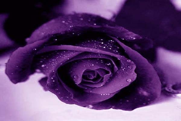 Giải mã vẻ đẹp bí ẩn về hoa hồng tím1