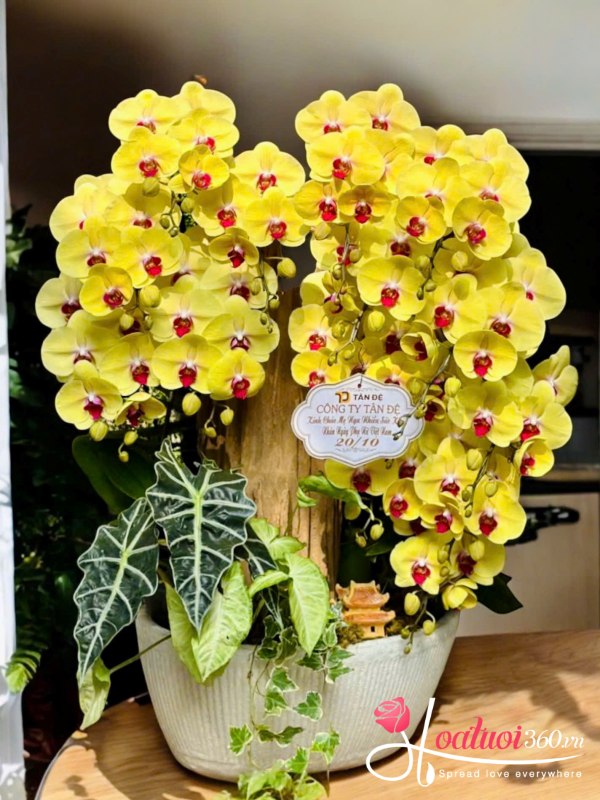 Lan hồ điệp ghép lũa - Ngũ phúc lâm môn