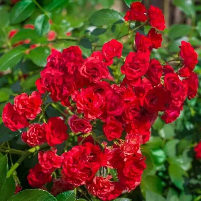 giống hoa hồng leo Red Fairy