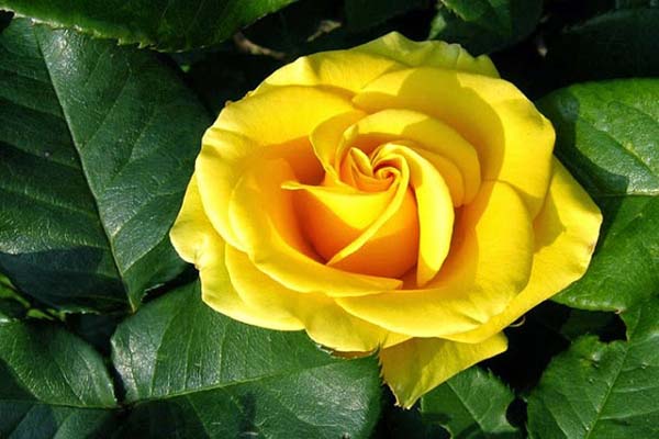 Gợi ý món quà đầy ý nghĩa từ hoa hồng vàng3