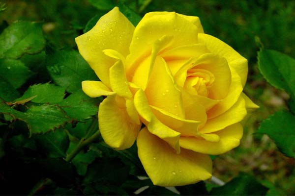 Gợi ý món quà đầy ý nghĩa từ hoa hồng vàng