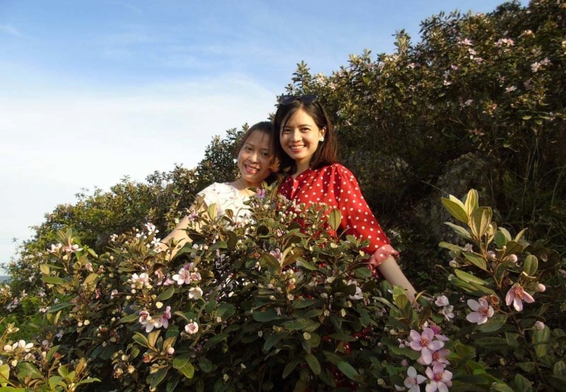 Cây hoa sim tím (Cao 35cm - Tán tròn) – Vườn ươm cây hoa cảnh ILG
