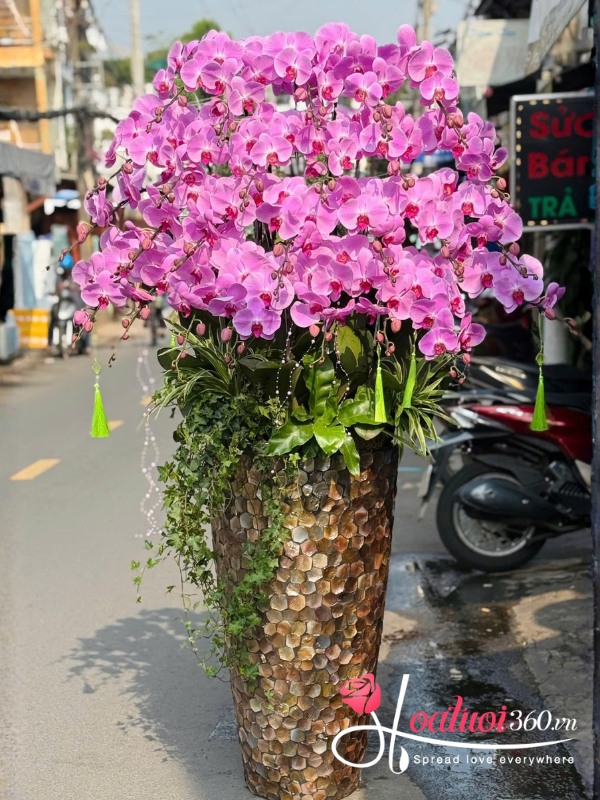 Chậu lan hồ điệp hồng 25 cành - Khuê các