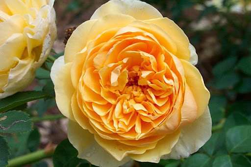 Hoa hồng ngoại màu vàng - Golden Celebration