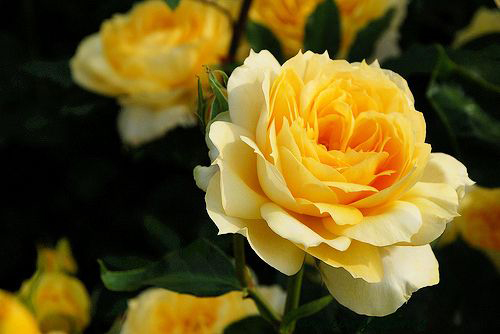 Hoa hồng vàng Sunny Antike siêu đẹp