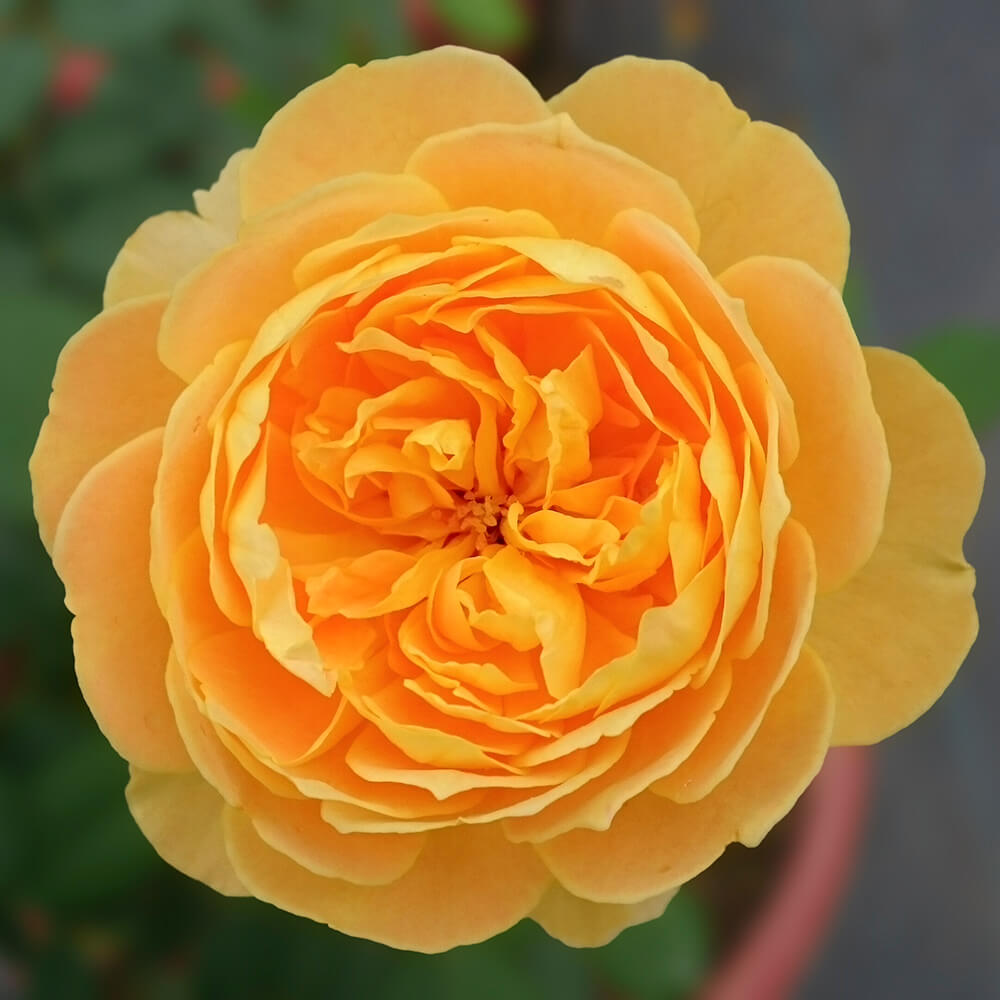hoa hồng vàng đẹp Molineux rose đậm phong cách Tây