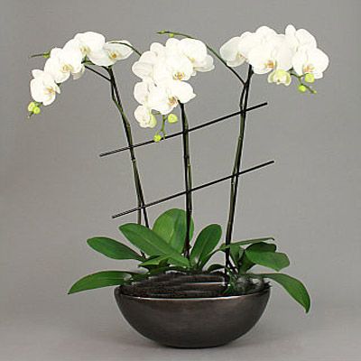 lan hồ điệp trang trí đẹp tuyệt vời lan hồ điệp trang trí đẹp tuyệt vời