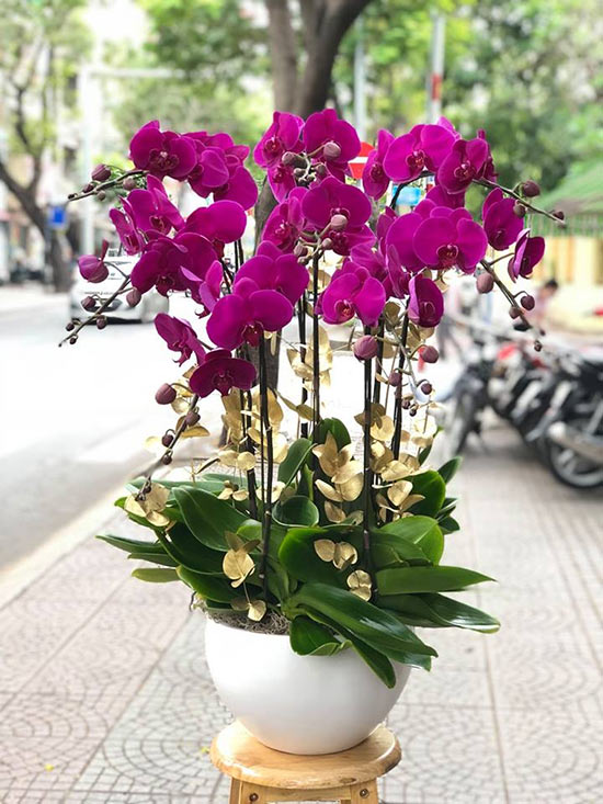 chậu hoa lan hồ điệp tím tinh tế được bán tại hoa tươi360