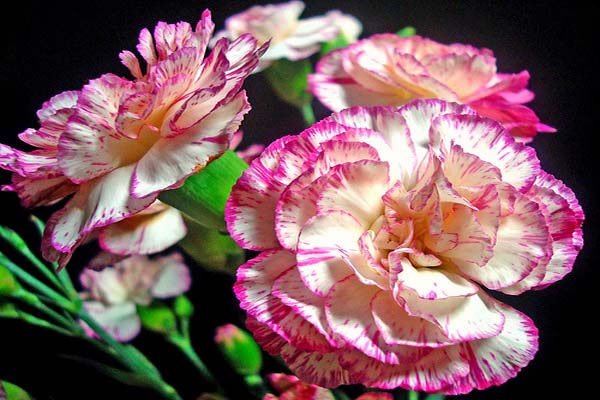 Những bông hoa cẩm chướng tím thể hiện sự chấp nhận tình cảm