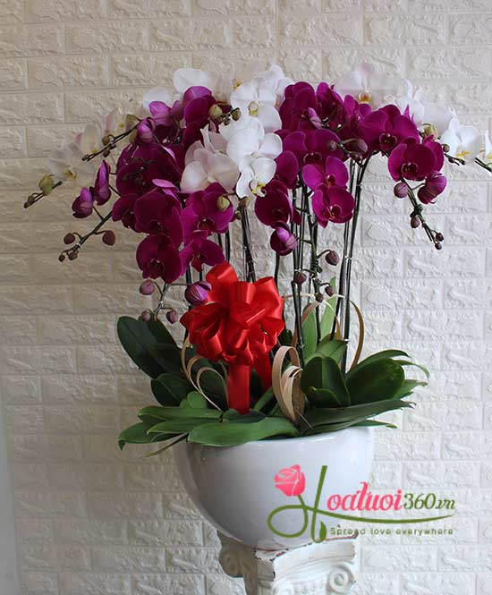 Combination of white and purple phalaenopsis orchid - Prosperity