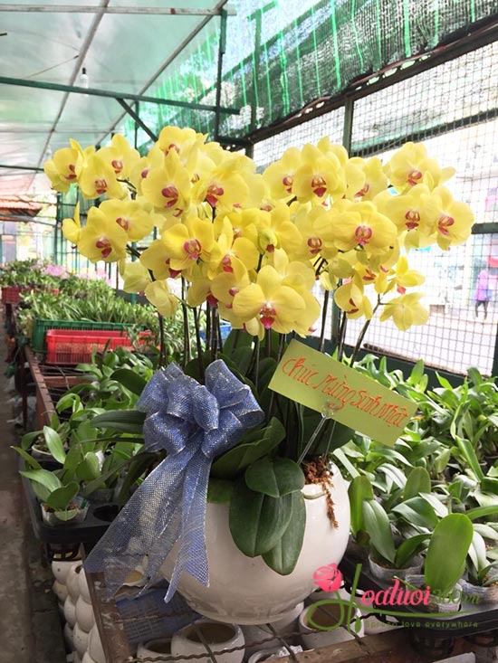 Lan hồ điệp quận Gò Vấp chuyên cung ứng các dòng hoa lan đẹp nhất