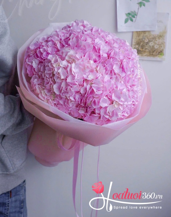 Cẩm tú cầu - Cả trời thương nhớ