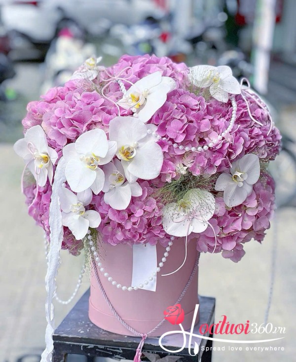 Hộp hoa cẩm tú cầu - Vũ khúc ngọc ngà