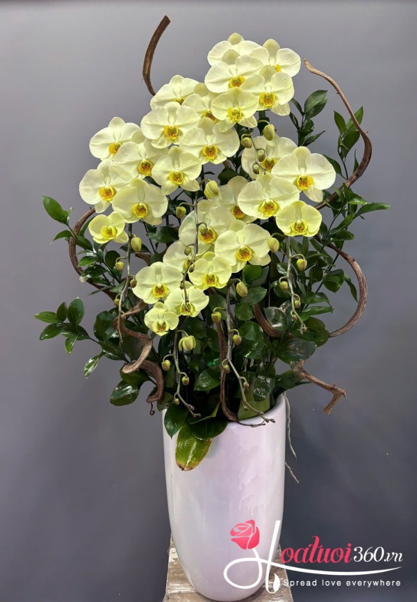 Lan hồ điệp vip - Hoàng lan kim