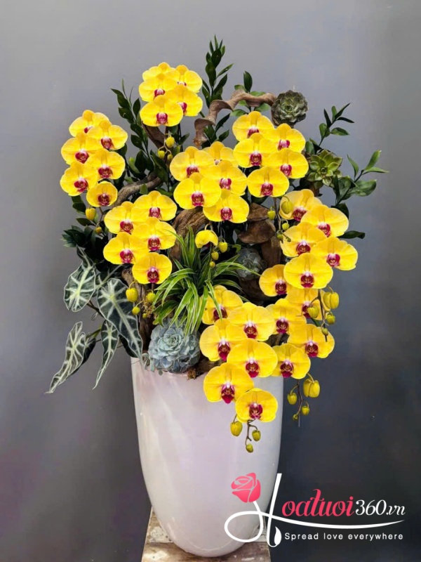 Chậu lan hồ điệp vip - Lộc xuân như ý