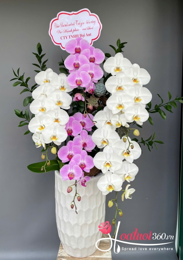 Lan hồ điệp vip - Nở rộ sắc xuân