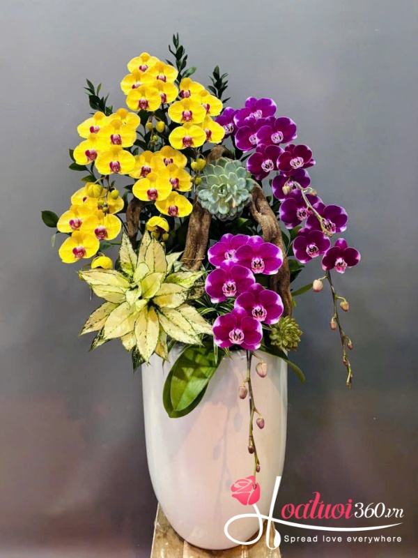 Chậu lan hồ điệp vip - Non nước hữu tình