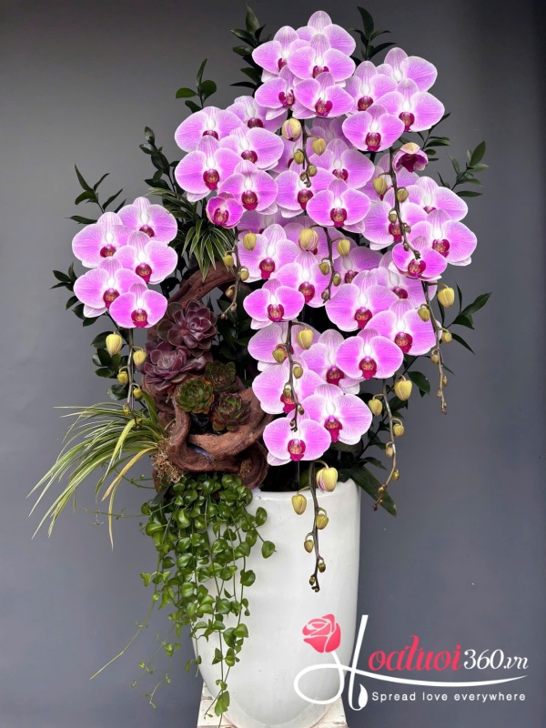 Hồ điệp Vip - Tình xuân