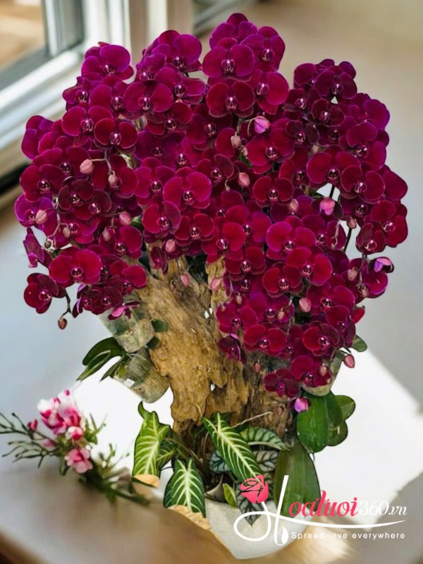 Chậu lan hồ điệp tím ghép lũa - Tuyệt tác gỗ lũa