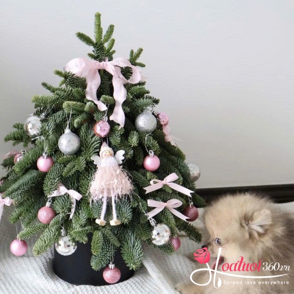 Hoa giáng sinh - Kẹo bông gòn