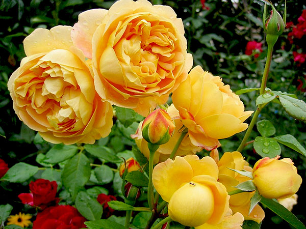 Hoa hồng vàng Golden Celebration rose là tâm điểm của mọi ánh nhìn