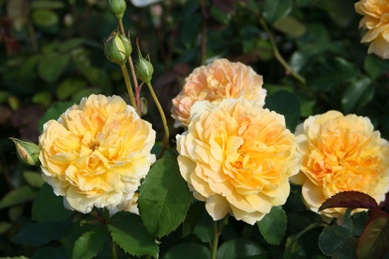 Hoa hồng vàng Milineux rose được mệnh danh là “ sứ giả mùa thu”