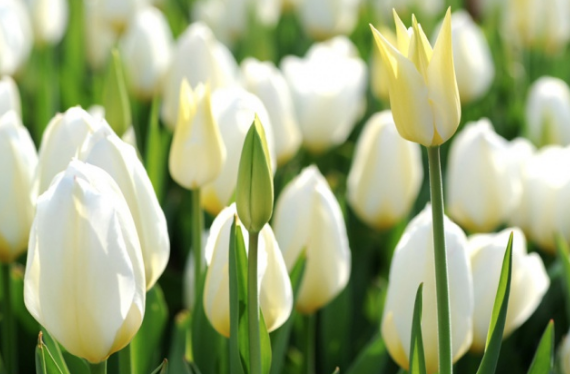 Hoa tulip trắng nói lên lời xin lỗi Hoa tulip trắng nói lên lời xin lỗi