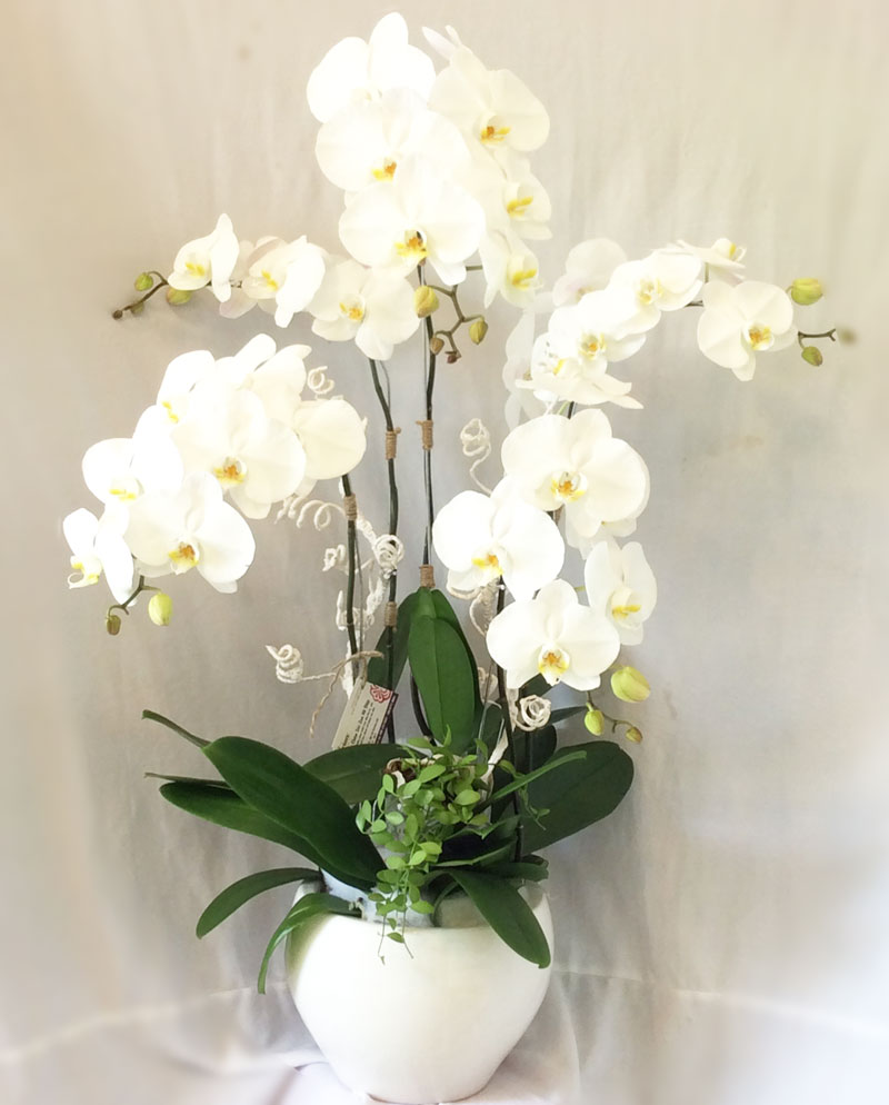 chậu hoa lan hồ điệp trắng đẹp tuyệt vời, tươi xinh luôn thu hút tại hoa tươi quận 2