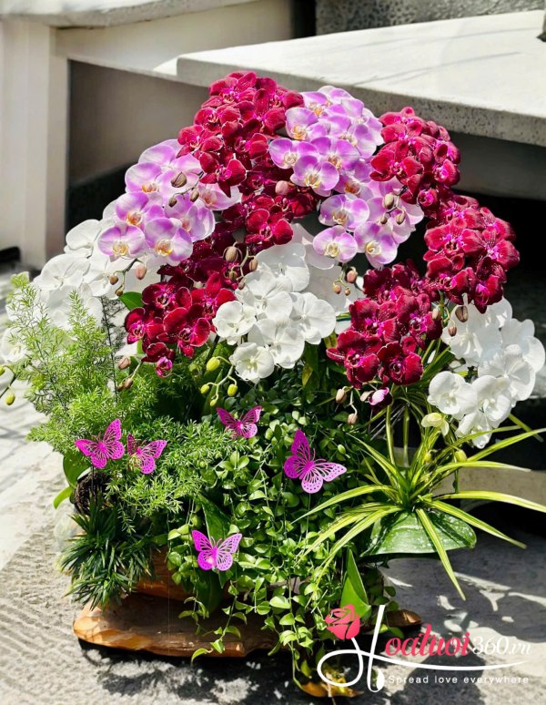 Lan hồ điệp ghép lũa - An khang hưng thịnh