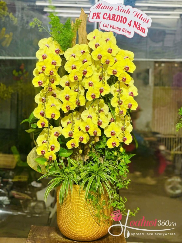 Lan hồ điệp ghép lũa - Ánh dương rực rỡ