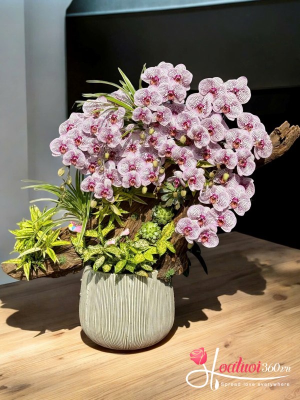 Lan hồ điệp ghép lũa - Cẩm tú xuân sắc