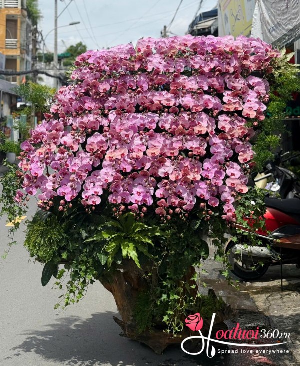 Lan hồ điệp ghép lũa - Đại cát đại lợi